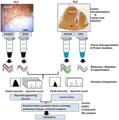 Comparative Proteomic Profiling Identifies Reciprocal Expression of Mitochondrial Proteins Between White and Gray Matter Lesions From Multiple Sclerosis Brains